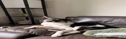 Mixed Breed dogs for sale: Border Collie Puppy - Advert 7