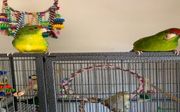 Parakeets birds for sale: 6 Hand Reared Baby Kakariki’s For Sale - Image 9