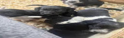 Mixed Breed dogs for sale: Sprollie puppies  - Advert 3