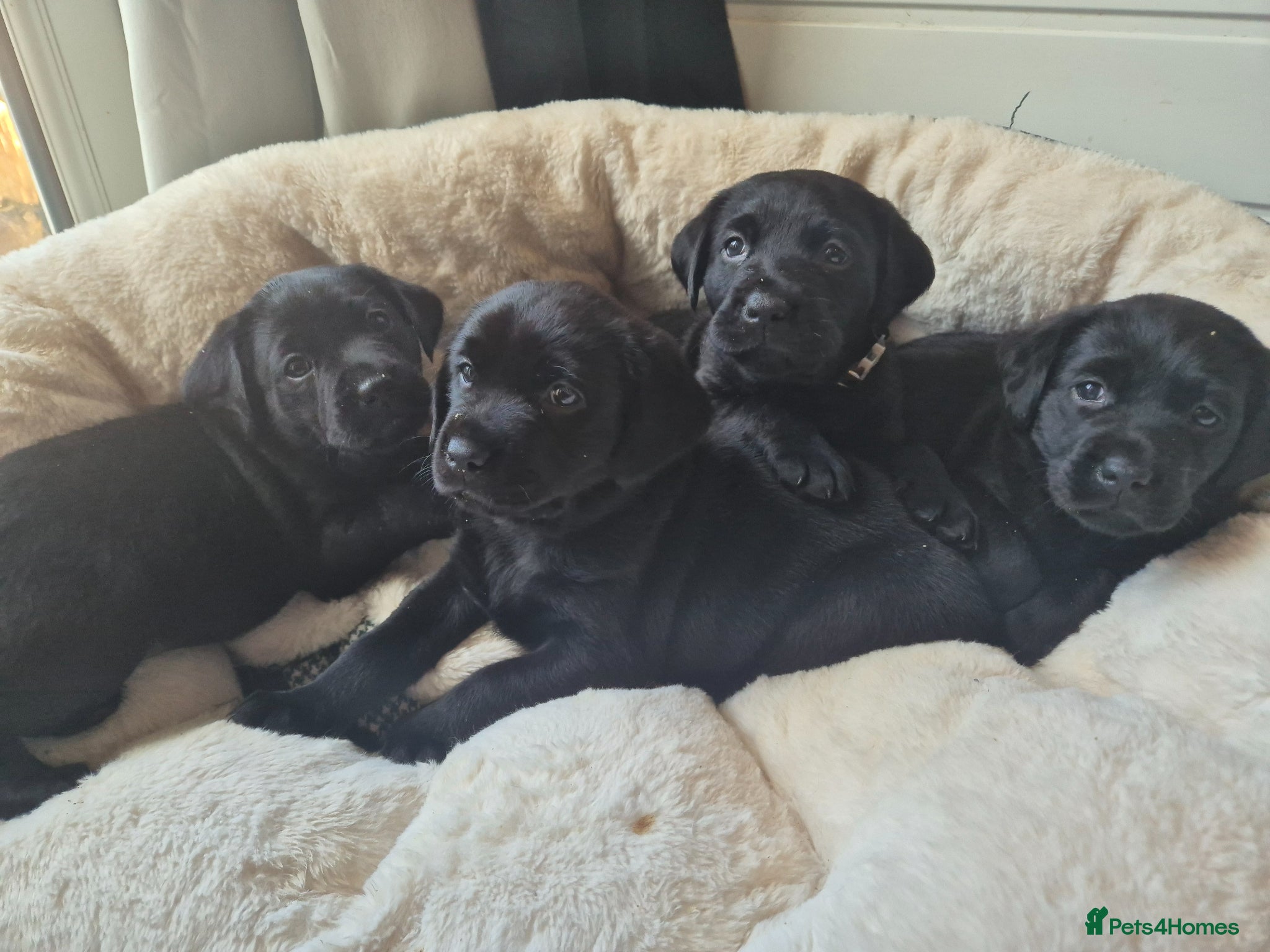 Labrador Retriever dogs Lovely KC Registered Labrador Puppies  - Advert 18