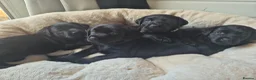 Labrador Retriever dogs for sale: KC Registered Labrador Puppies - Advert 4