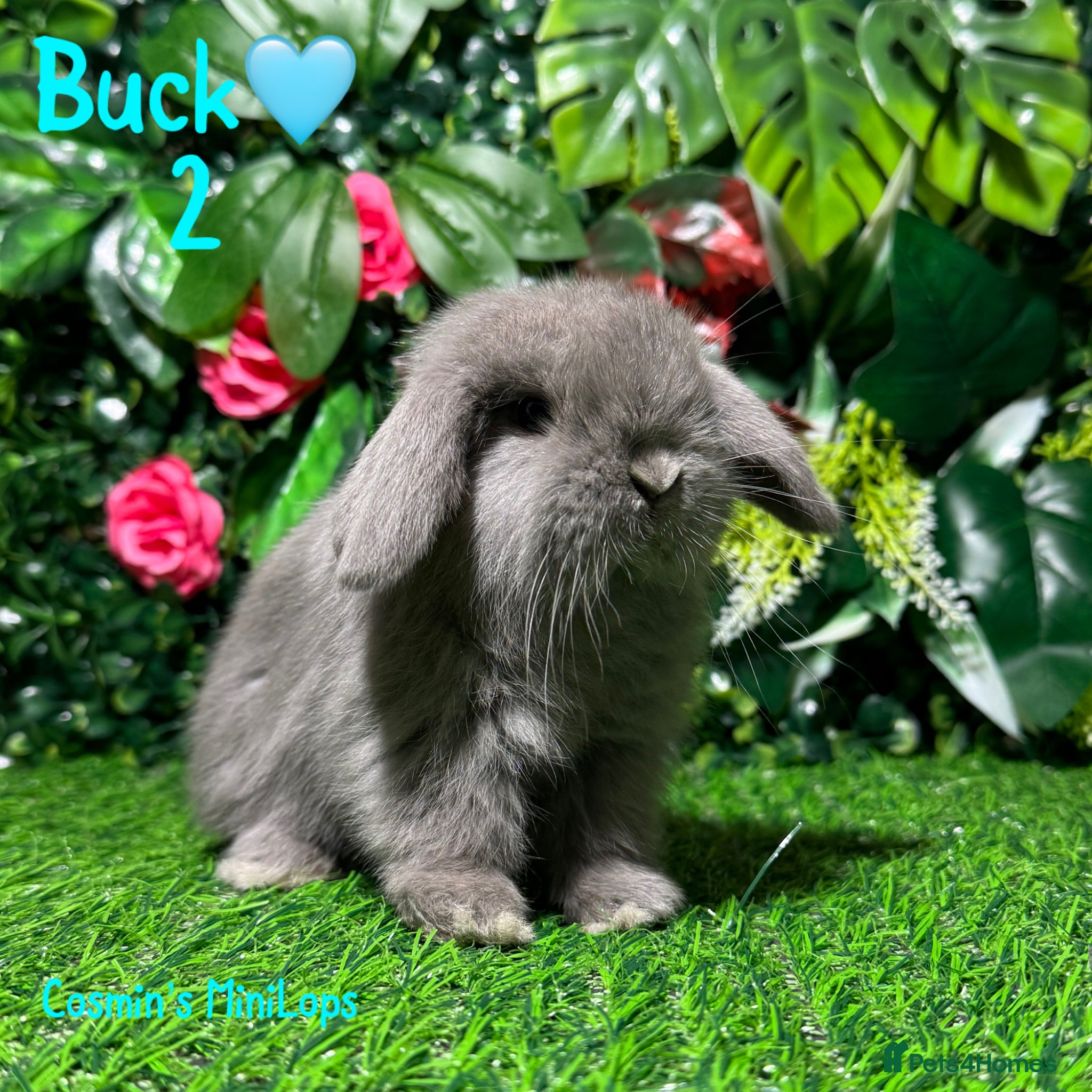Mini Lop rabbits ✨STUNNING MINI LOP,READY TO REZERVE✨ - Advert 19