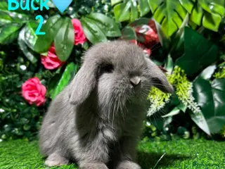 Mini Lop rabbits ✨STUNNING MINI LOP,READY TO REZERVE✨ - Advert 19