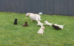 Labrador Retriever dogs for sale: Quality Health Tested Labrador Puppies - Image 16