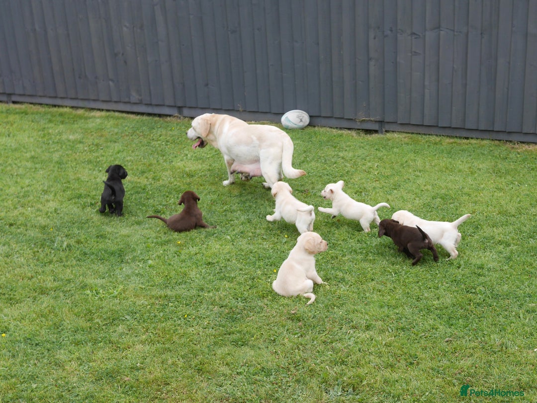 Labrador Retriever dogs for sale: Quality Health Tested Labrador Puppies - Image 16