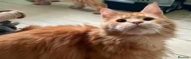 Merida