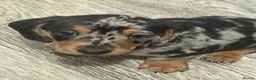 Dachshund dogs for sale: 2 boy Miniture dashund puppies for sale  - Advert 7