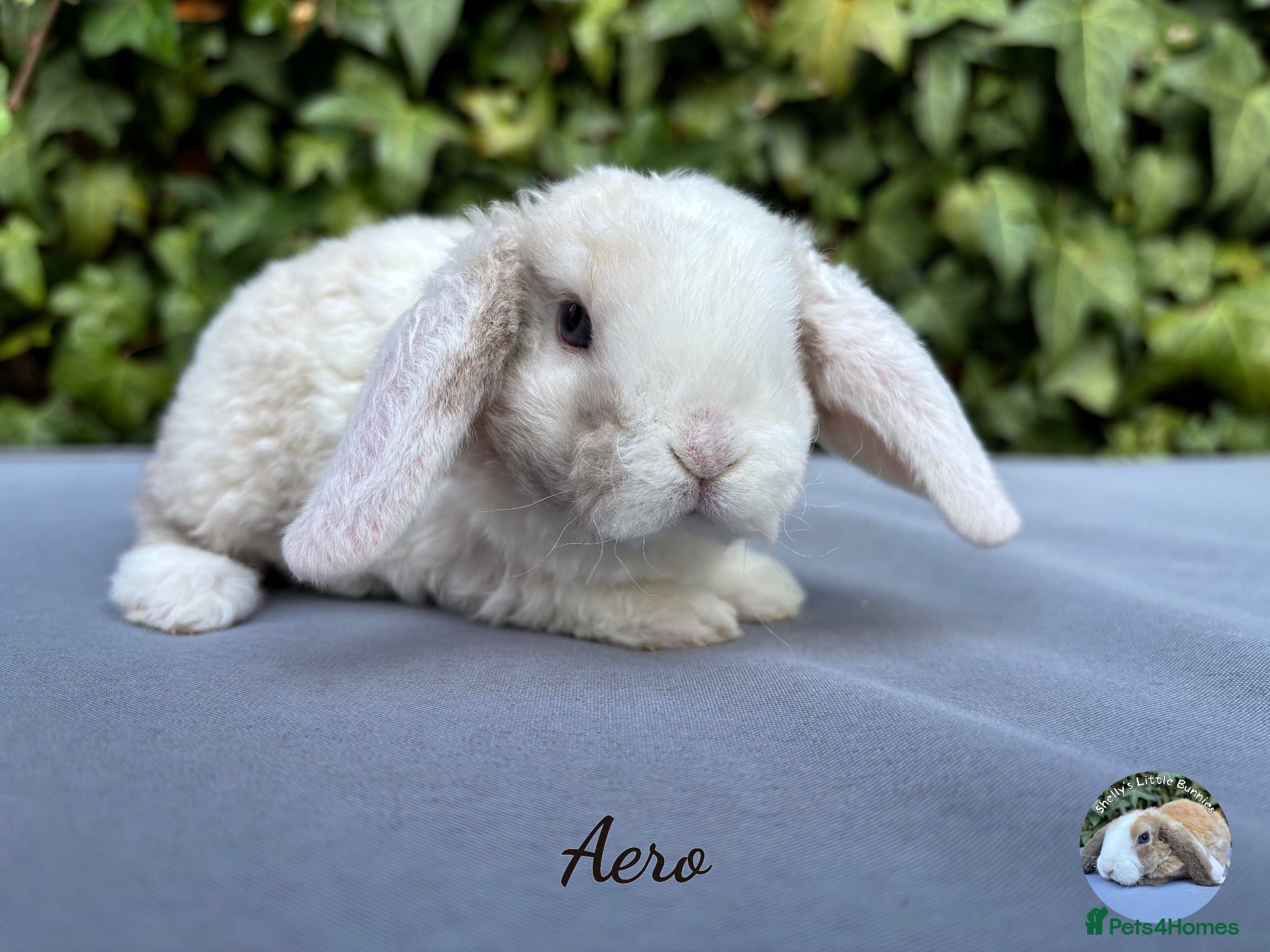 Mini Lop rabbits for sale: Pure bred mini plush lops  - Advert 1