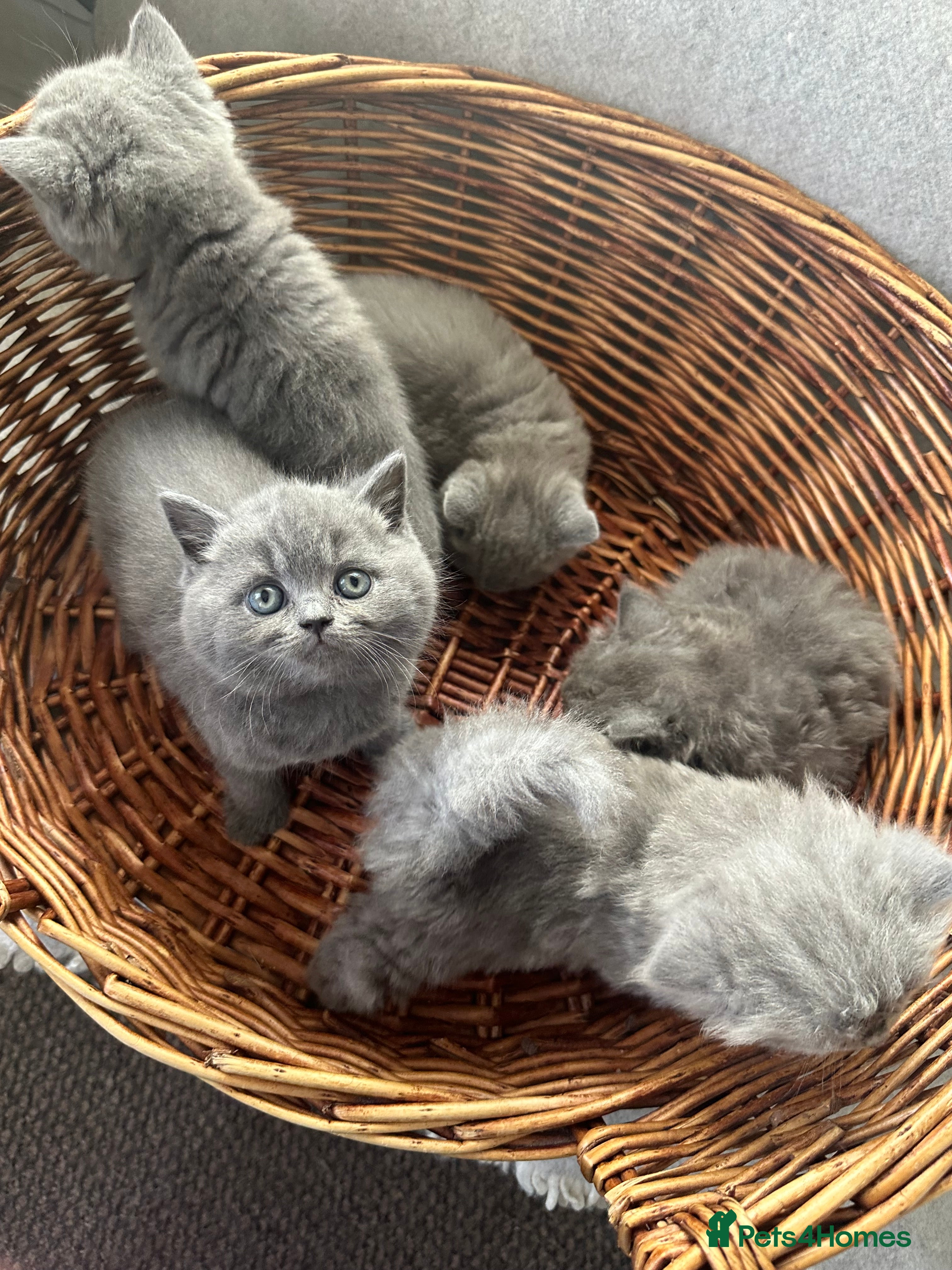 British Shorthair cats British Shorthair and Long Hair GCCF Registered  - Advert 8