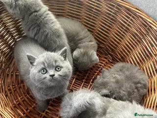 British Shorthair cats British Shorthair and Long Hair GCCF Registered - Advert 8