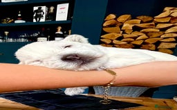 West Highland Terrier dogs for sale: Beautiful litter of west highland terriers  - Image 6