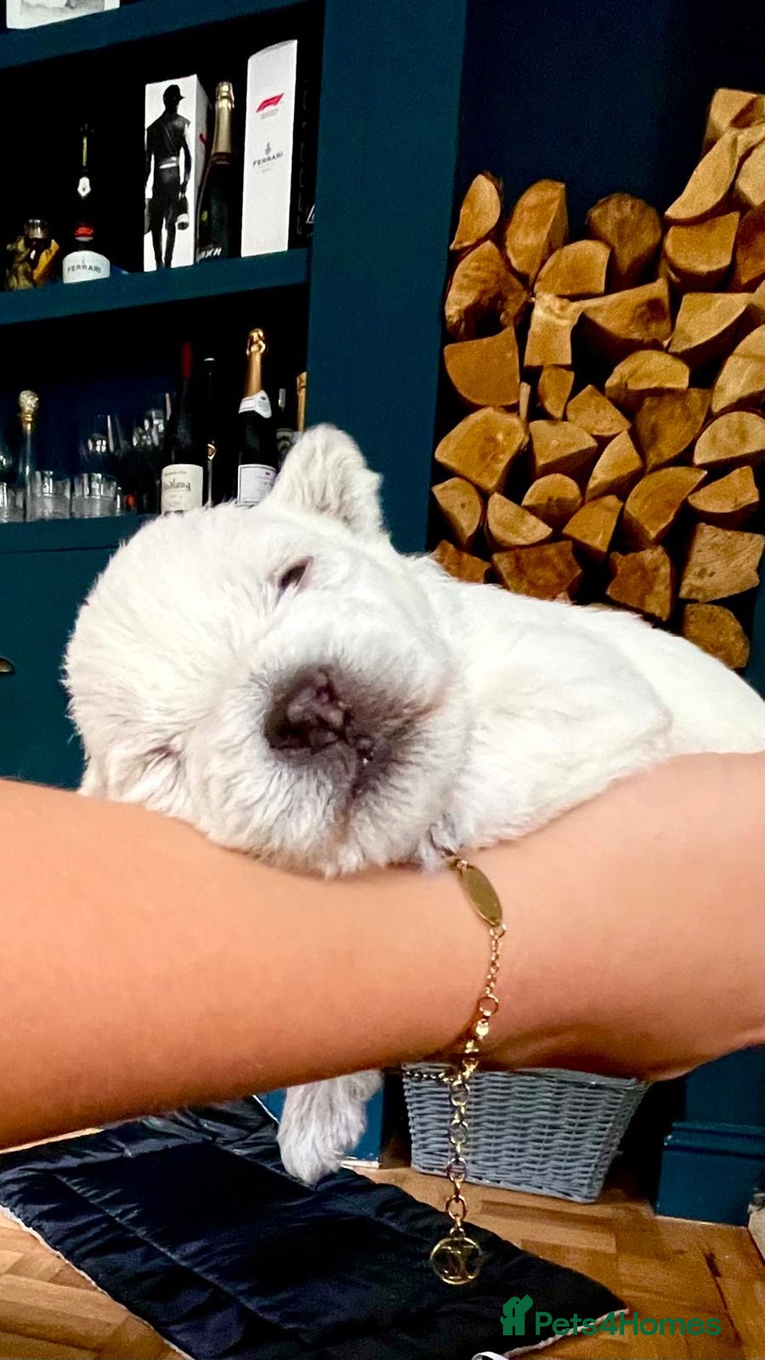West Highland Terrier dogs for sale: Beautiful litter of west highland terriers  - Image 6
