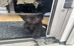 Domestic Shorthair cats for sale: 4 female domestic shorthair kittens - Image 2