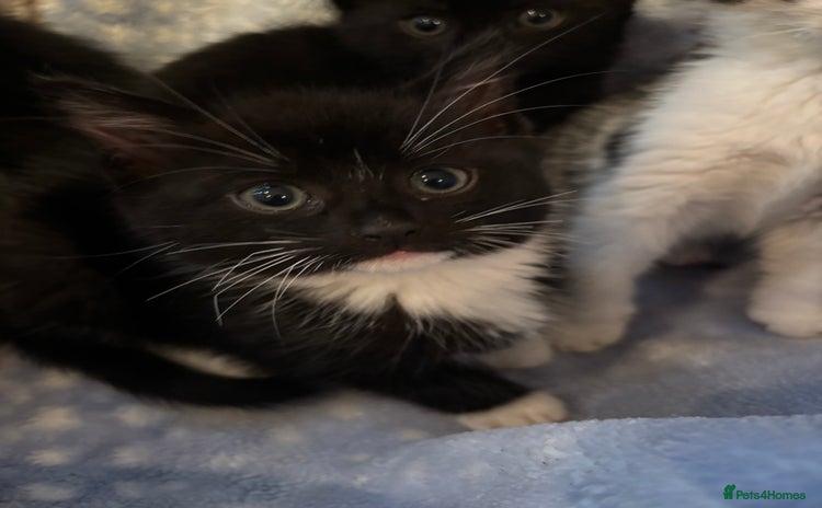 Mixed Breed cats - Advert 14