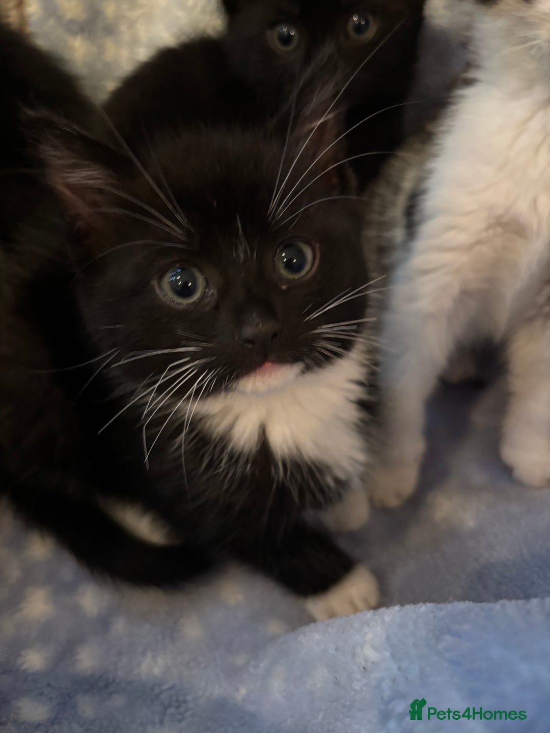 Mixed Breed cats for sale: Beautiful kittens - Image 10