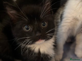 Mixed Breed cats Beautiful kittens - Advert 15