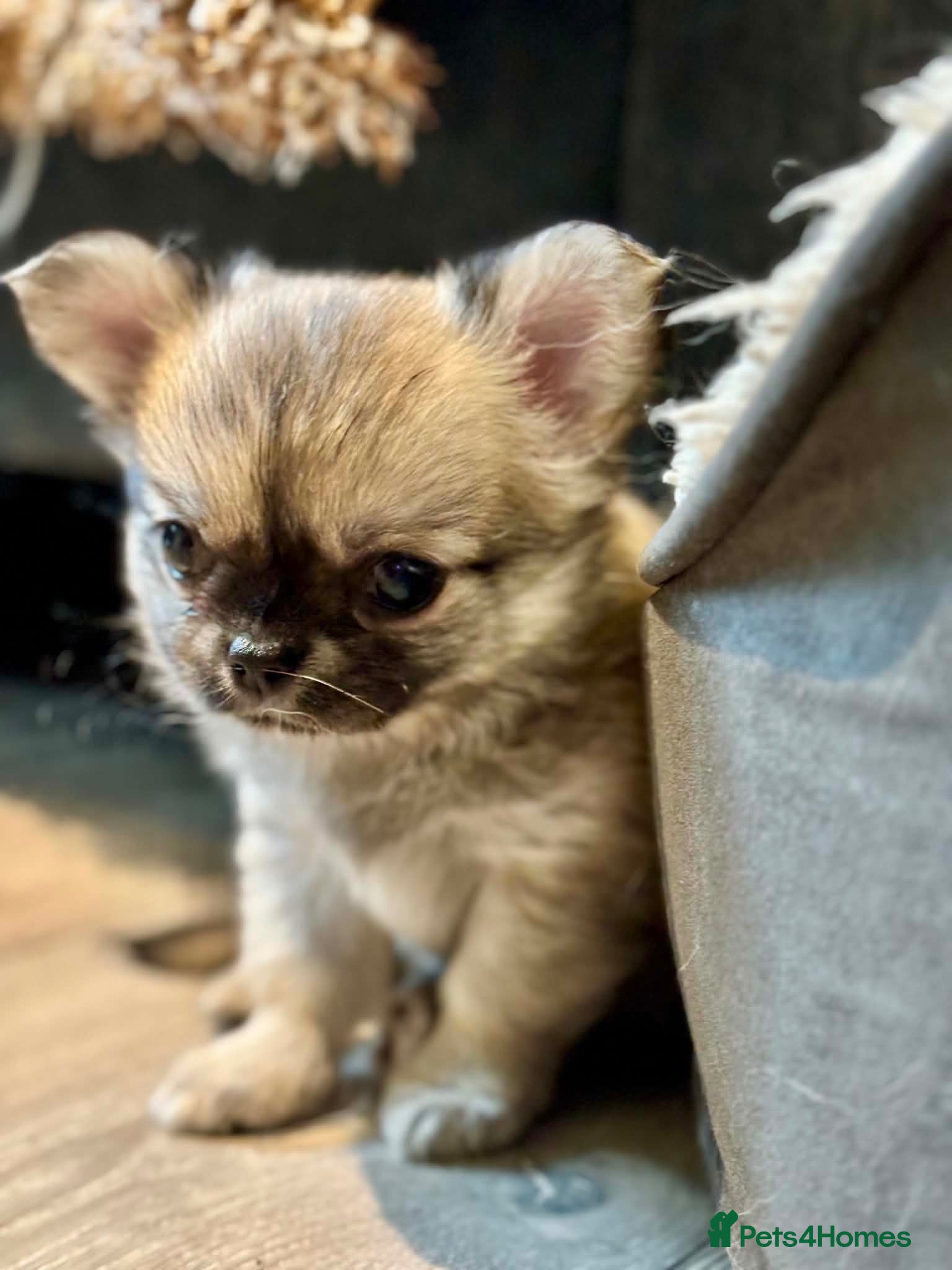 Chihuahua dogs Beautiful long-haired chihuahuas  - Advert 1