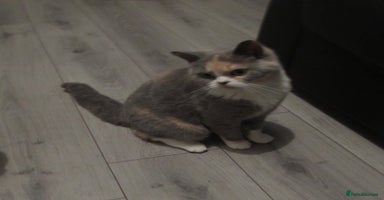 British Shorthair cats in Ferndale - Advert 8