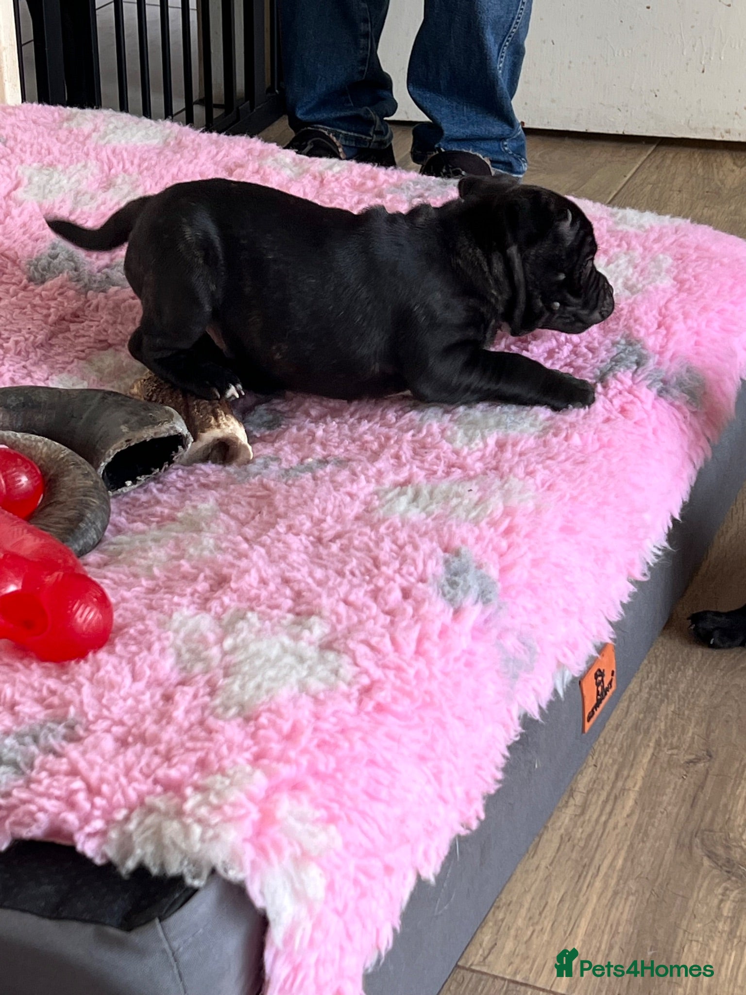Staffordshire Bull Terrier dogs KC reg 8week Staffordshire Bull Terrier  - Advert 1