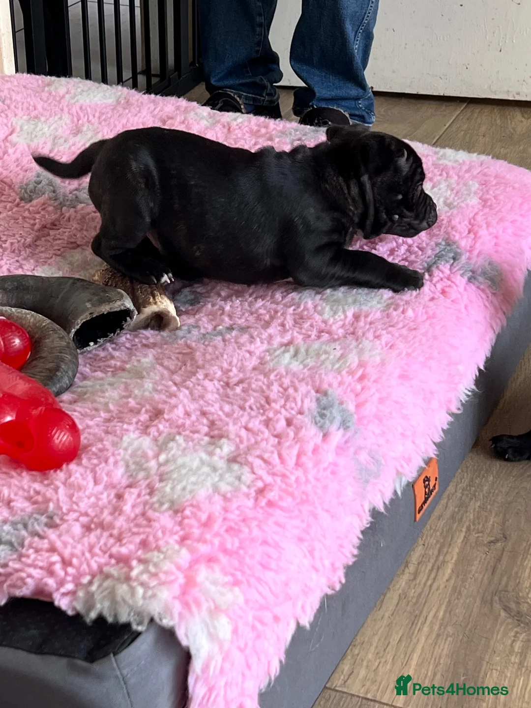 Staffordshire Bull Terrier dogs for sale: KC reg 8week Staffordshire Bull Terrier  in Stoke-on-Trent - Advert 1