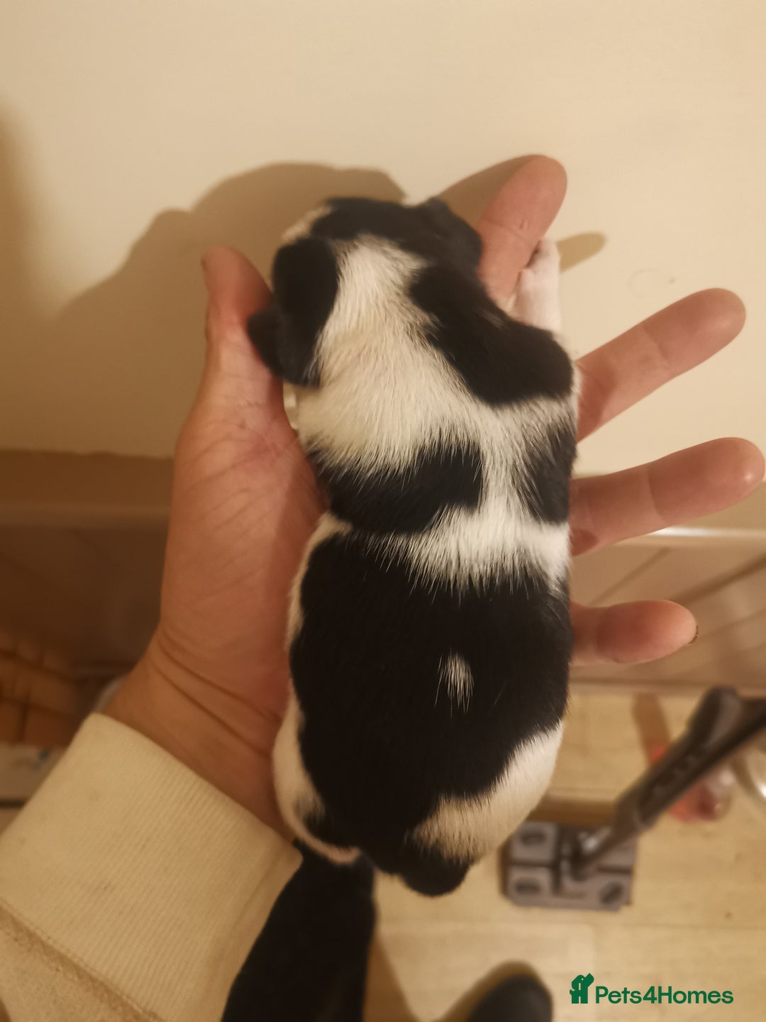 Jack Russell dogs for sale: Beautiful tricoloured jack Russell pups for sale - Advert 8