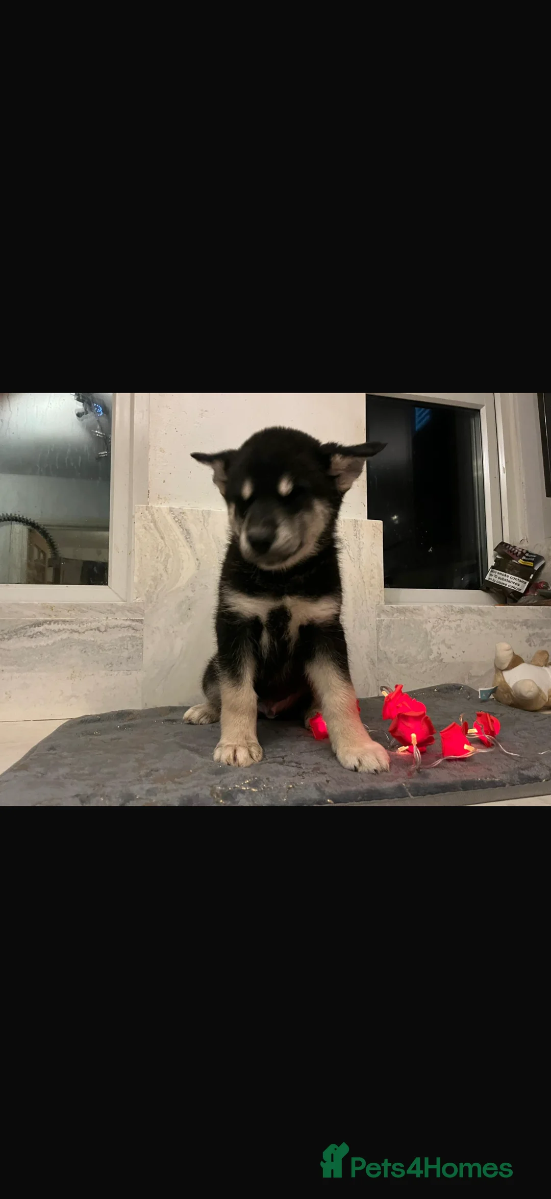 Shepsky dogs for sale: Northern innuit puppies - Advert 7