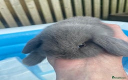 Dwarf Lop rabbits for sale: Cute little rabbits for sale - Image 3