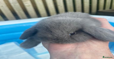 Dwarf Lop rabbits - Advert 7