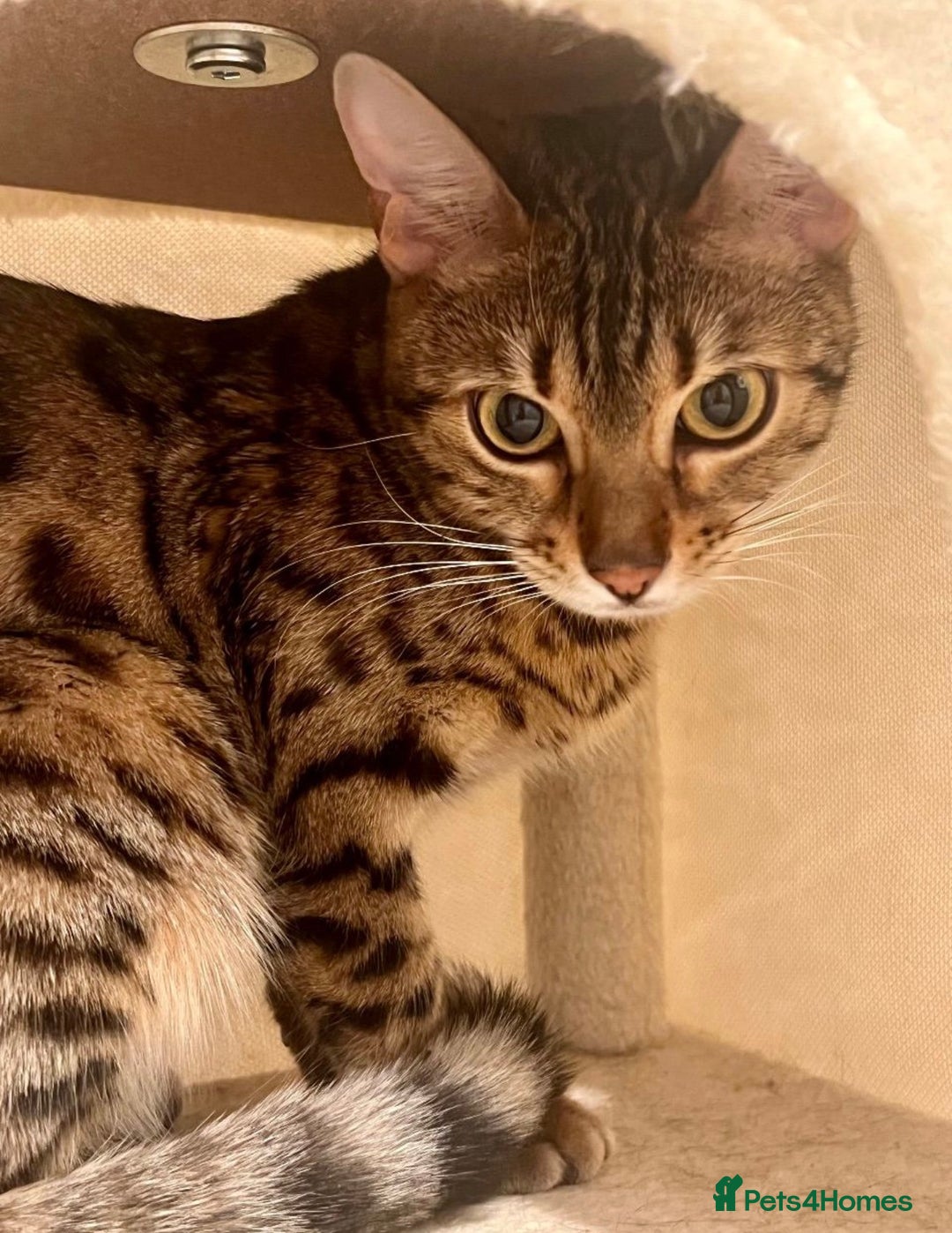Bengal cats for sale: Beautiful 12-Month Female Bengal Cat for Sale - Advert 3