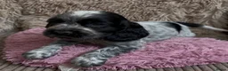 Cocker Spaniel dogs for sale: Gorgeous 100% show type cocker spaniel puppies - Advert 26