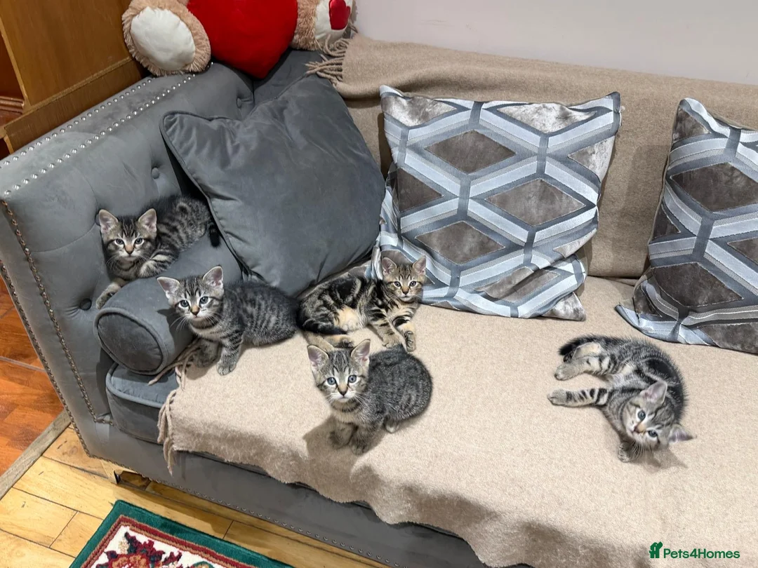 Mixed Breed cats for sale: Kittens - Advert 9