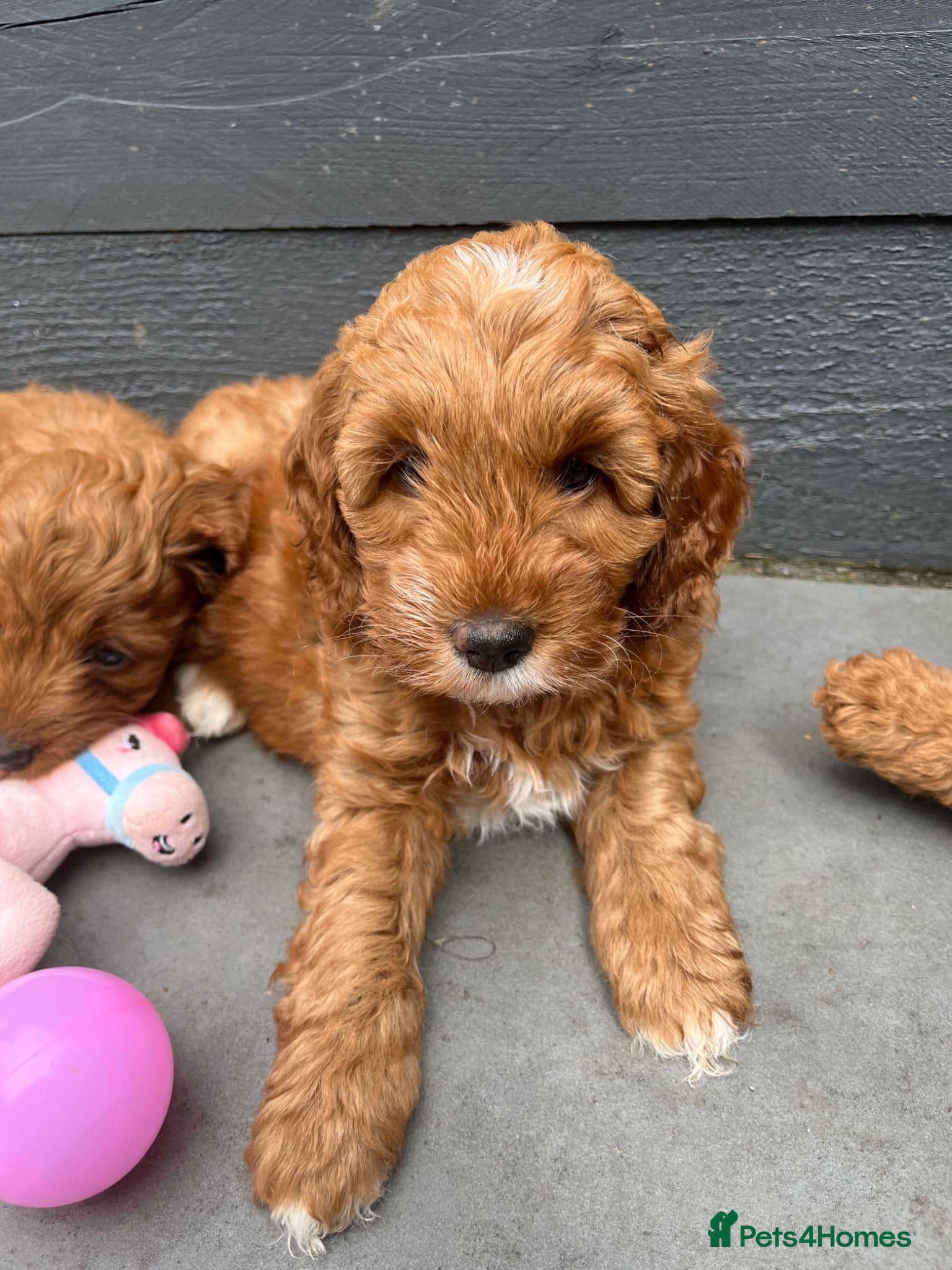 Cockapoo dogs Toy Cockapoo Puppies - Advert 1