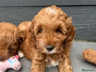 Cockapoo dogs Toy Cockapoo Puppies - Advert 1