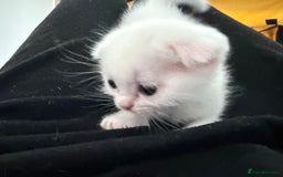 Scottish Fold cats for sale: 3 purring lovebugs - Image 6