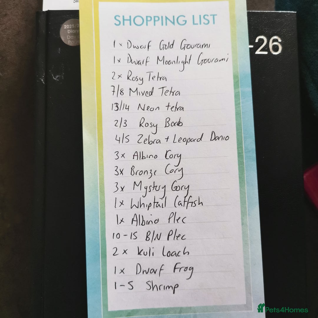 Other/Mixed Breed fish for sale: Full tank set up 35+ fish - Image 3