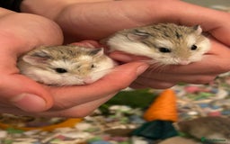 Hamster rodents for sale: Roborovski hamster pups from show winning parents - Advert 1