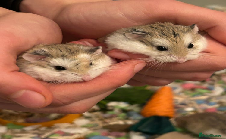 Hamster rodents Roborovski hamster pups from show winning parents - Advert 1