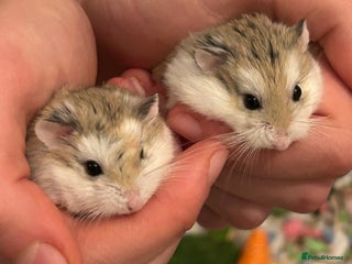 Hamster rodents Roborovski hamster pups from show winning parents - Advert 2