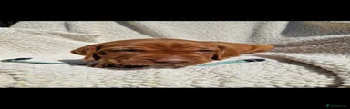Hungarian Vizsla 4