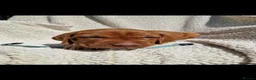Hungarian Vizsla dogs for sale: Part Trained Daisy’s 2nd litter Hungarian vizsla - Advert 24