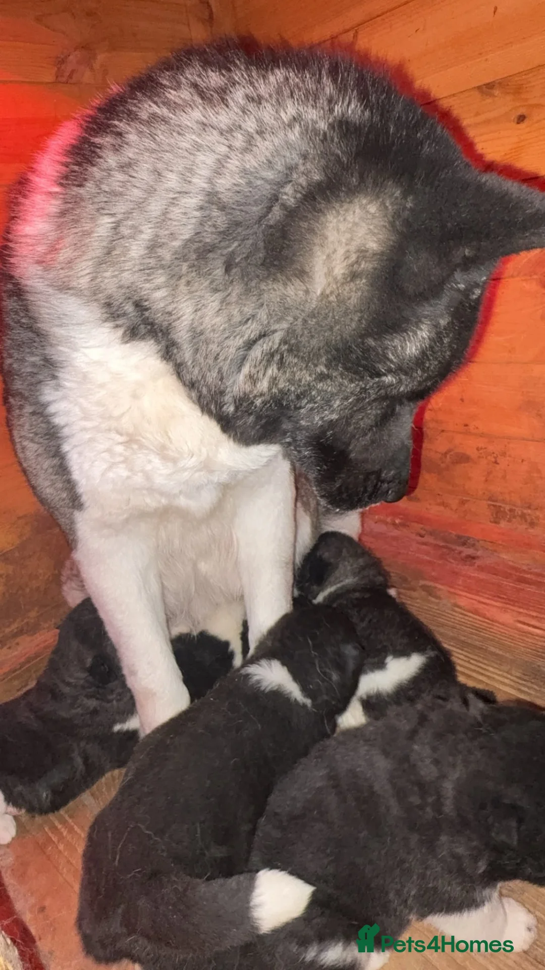 Akita dogs for sale: Beautiful American Akita Puppies - Advert 10
