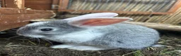 Mixed Breed rabbits for sale: Mixed litter of rabbits  in Saffron Walden - Advert 3