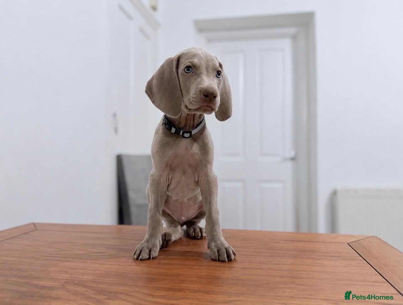 Weimaraner dogs for sale: Gorgeous silver Weimaraner puppies READY SOON !! - Advert 1