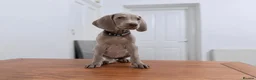Weimaraner dogs for sale: Gorgeous silver Weimaraner puppies READY SOON !! - Advert 1