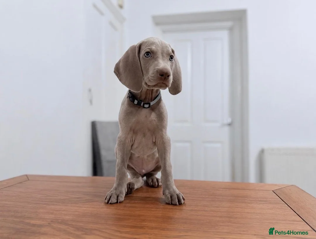 Weimaraner dogs for sale: Gorgeous silver Weimaraner puppies READY SOON !! - Advert 1
