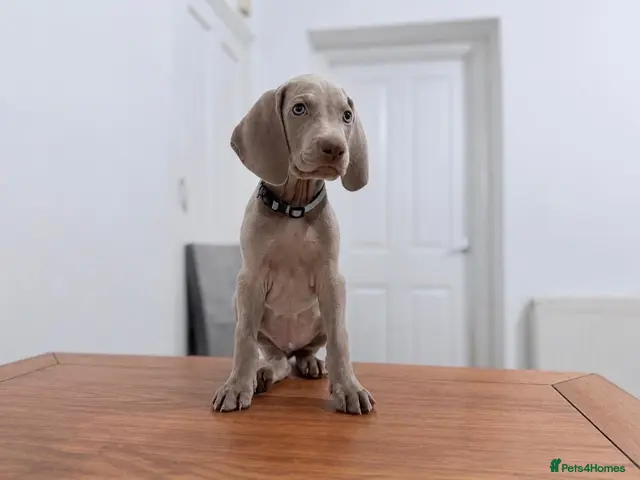 Weimaraner dogs for sale: Gorgeous silver Weimaraner puppies READY SOON !! - Advert 1