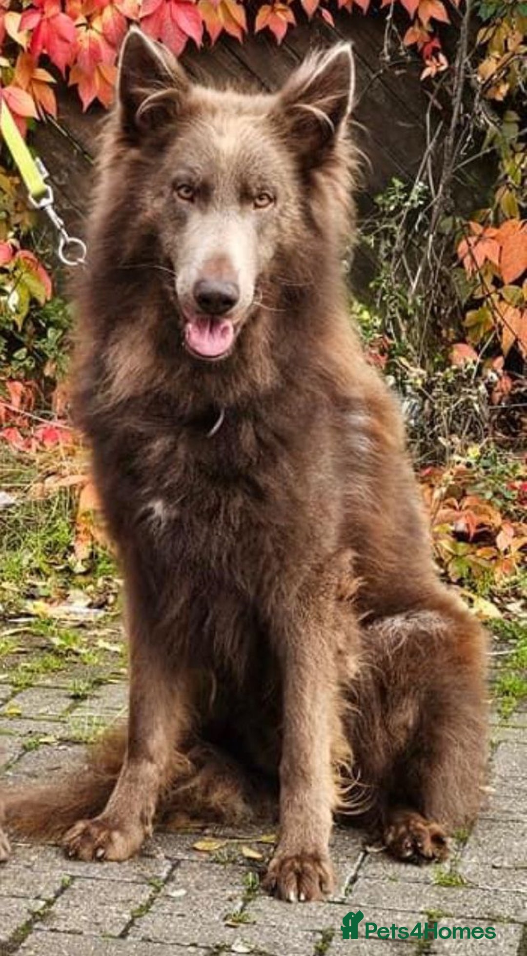 German Shepherd dogs for sale: Huge Potential Shepherd for the Right Home - Advert 3