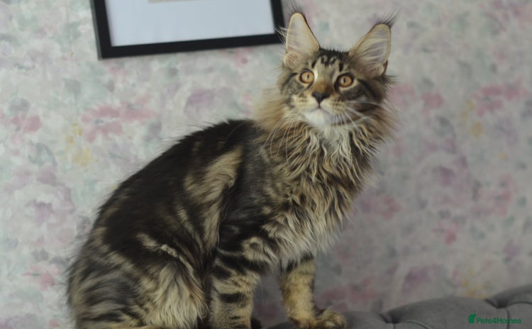 Maine Coon cats - Advert 5
