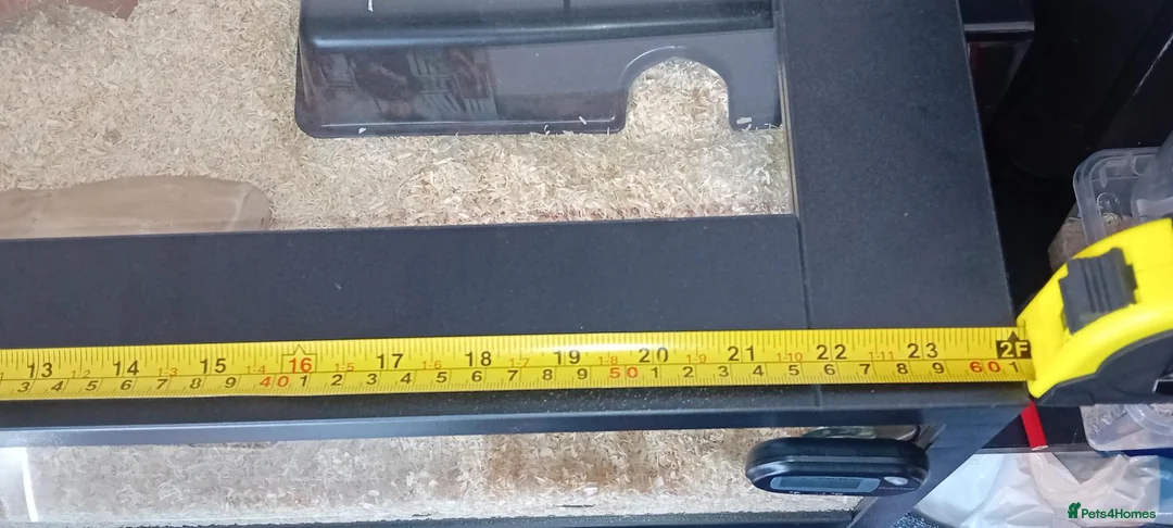 Corn Snake reptiles for sale: Baby cornsnake with vivarium and everything in it  in Hartlepool - Advert 21