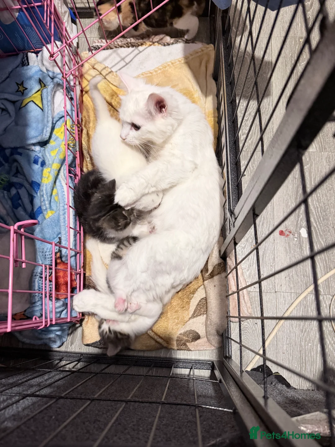 Mixed Breed cats for sale: 2 tabbies  - Advert 1